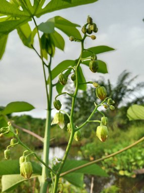 Uzun yeşil gövdelerde yetişen genç kasava çiçeklerinin yakın çekimi doğal ışıkta..