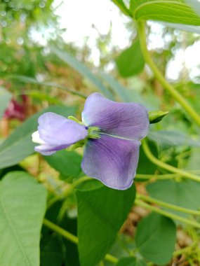 Mor bir Kecipir çiçeğinin sarmaşığında açan yumuşak doğal ışıkla detaylandırılmış görüntüsü..