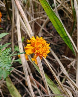 Kuru çimenlerin ve solmuş yaprakların arasında açan portakal kadife çiçeğinin yakın çekimi.