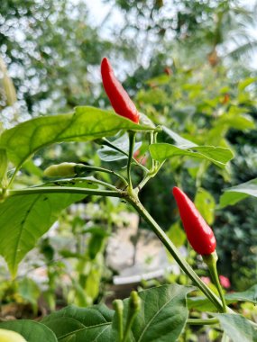 Bitkinin üzerinde olgunlaşan parlak kırmızı biberler yeşil yaprakların arasında doğal ışık altında..