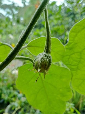 Genç yeşil bir patlıcan, gün ışığında geniş yaprakların arasında tüylü gövdesinden sarkıyor..