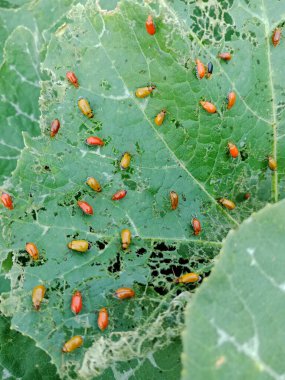 Küçük bir portakal yaprağı kümesi hasarlı yeşil bir yaprağın üzerinde görünür beslenme delikleriyle toplanır..