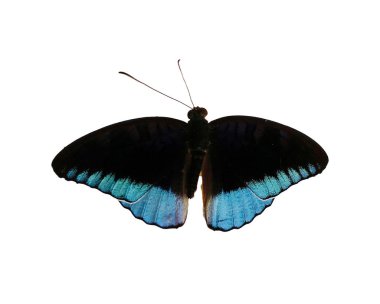 Beyaz üzerine izole edilmiş, geniş yanardöner kanatları ve zarif vücut yapısı olan mavi-siyah bir kelebek..