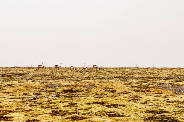 Vatnajokull Ulusal Parkı, İzlanda - 12 Ekim 2025