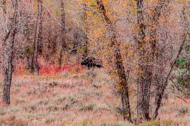 Yellowstone Ulusal Parkı, Wyoming 11 Ekim 06 Ekim 2011