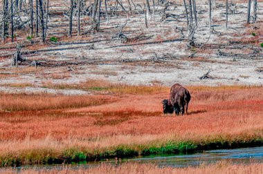 Yellowstone Ulusal Parkı, Wyoming 11 Ekim 06 Ekim 2011