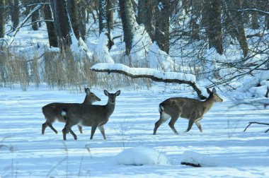 Red deer in the winter forest