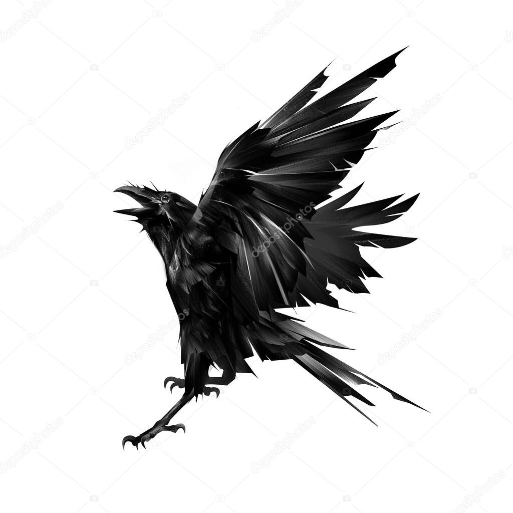 Sketch flying raven bird on white background