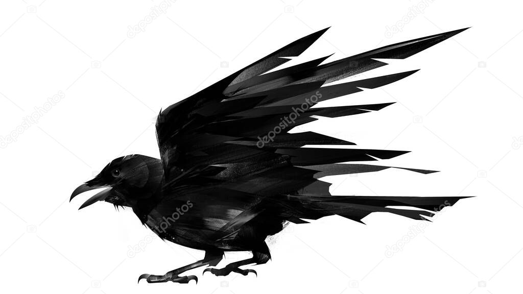 drawn black bird rook on white background