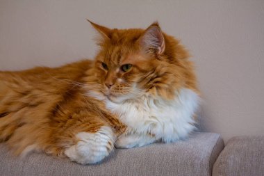 Kanepeye uzanmış sinsi kızıl kediler.