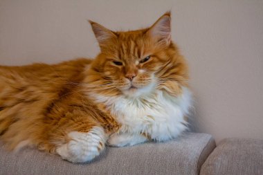 Kanepeye uzanmış sinsi kızıl kediler.