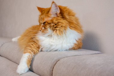 Kanepeye uzanmış sinsi kızıl kediler.