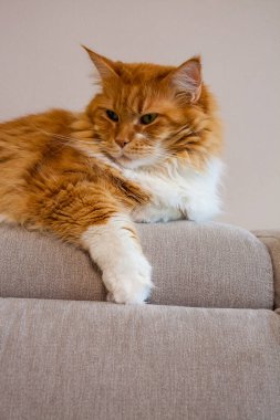 Kanepeye uzanmış sinsi kızıl kediler.