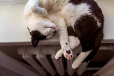 Uyuyan Smokin Kedisi Demir Kaloriferin Üzerinde Dinleniyor