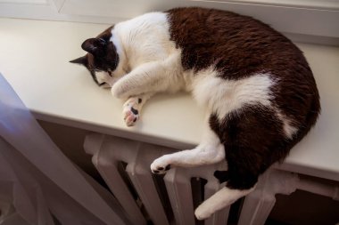 Uyuyan Smokin Kedisi Demir Kaloriferin Üzerinde Dinleniyor