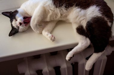 Esneyen Smokin Kedisi Demir Kaloriferin Üzerinde Dinleniyor