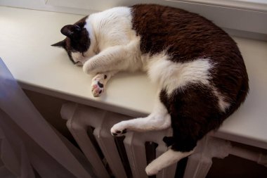 Uyuyan Smokin Kedisi Demir Kaloriferin Üzerinde Dinleniyor