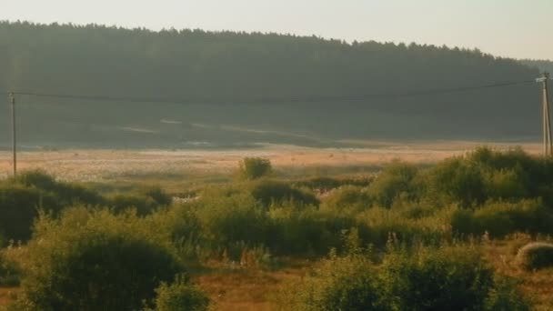 Beautiful morning field with river cover in haze — Stock Video