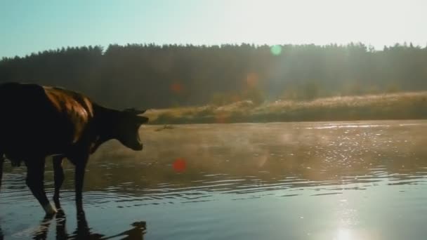 ヘイズと牛川カバーと美しい朝の野水で身を洗う — ストック動画