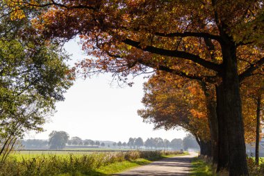 Markelo, Twente 'de yol boyunca renkli ağaçlar. Hollanda 'nın Overijssel ilinde sonbahar manzarası.