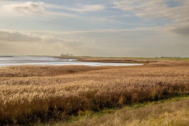 Batı Scheldt 'in taşkın ovasında yayın kuyruğu yetişiyor. Bath virajı, Güney Beveland, Zeeland ili, Hollanda. Sonbahar mevsiminde güneşli bir gün.