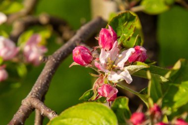 Betuwe 'daki bir meyve bahçesindeki elma ağacının çiçeğinin yakın çekimi..