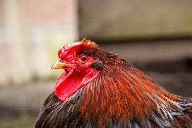 Barnevelder horozunun yakın plan fotoğrafı, profil görüntüsü. Kameraya yan bakıyorum. Fotoğraf Zelhem, Hollanda 'da çekildi..