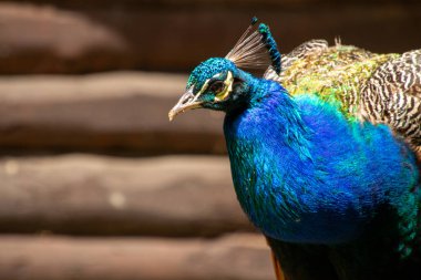 Renkli tüylü tavus kuşu, kameraya bakıyor. Fotoğraf ön planda çekilsin.