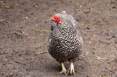 Guguklu Maran tavuğu etrafa bakıyor..