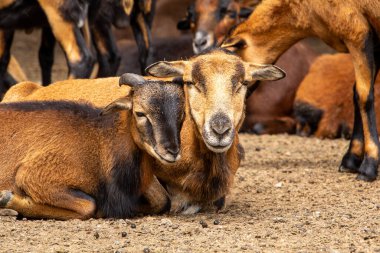 Mouflon bir annenin oğluyla birlikte yerde yatarken çekilmiş yakın plan fotoğrafı. Aile sevgisindeki birlikteliğin güzel bir resmi..