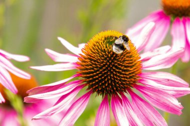 Bal arısı koni çiçeğinin üstünde