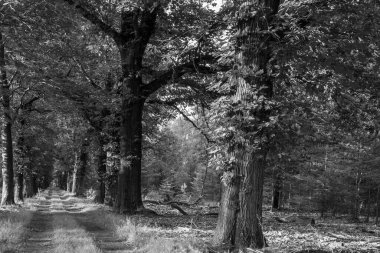 Hollanda 'daki Ulusal Park Veluwe' de, ormandaki üç şeritli bir yolun fotoğrafı. Fotoğraf, bir yaz akşamında altın saat boyunca çekildi..