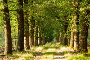 Hollanda 'daki Ulusal Park Veluwe' de, ormandaki üç şeritli bir yolun fotoğrafı. Fotoğraf, bir yaz akşamında altın saat boyunca çekildi..