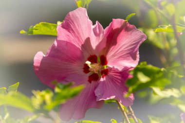 Avusturya 'da bir bahçede pembe renkli bir HHibiscus çiçeği.