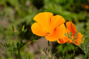 Arkaplandan izole edilmiş turuncu kadife çiçeği.