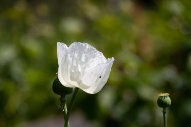 Beyaz gelincik çiçeğinin yakın çekimi, ön plana odaklan.