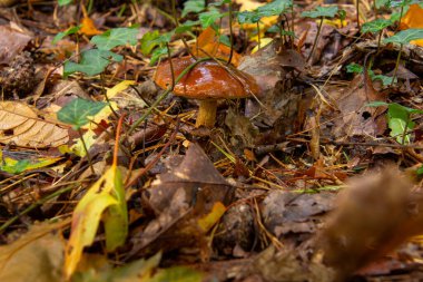 Hollanda 'daki Appelscha yakınlarındaki ormanda bir şemsiye mantarının yakın çekimi..