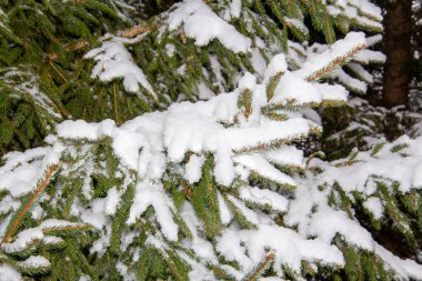 Karla kaplı bir çam ağacı dalı. Fotoğraf: Carinthia, Avusturya.