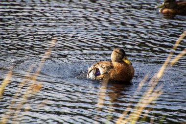Ördek turbo motoru çalıştırıyor. Kanat çırparak kendini temizlemek için. Fotoğraf Hollanda 'da Veluwe nehrinde çekildi..