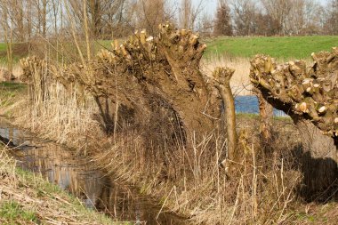 Hollanda 'daki Aerdt yakınlarındaki Rine nehri ile nehir arasındaki taşkın ovasındaki söğüt ağaçları.