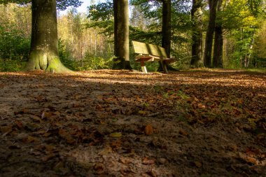 Ağaç çizgisi, yok olma noktası olan bir patika. Mevsimlik manzara fotoğrafı. Huzurlu ve huzurlu. Düşük açı görünümü.