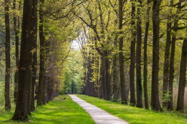 Ağaç çizgisi, yok olma noktası olan bir patika. Mevsimlik manzara fotoğrafı. Huzurlu ve huzurlu.