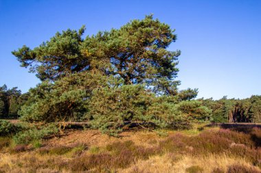 Ağaç çizgisi, yok olma noktası olan bir patika. Mevsimlik manzara fotoğrafı. Huzurlu ve huzurlu.