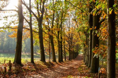 Ağaç çizgisi, yok olma noktası olan bir patika. Mevsimlik manzara fotoğrafı. Huzurlu ve huzurlu.