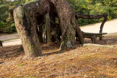 Büyük ağaç kökleriyle çam ağacı. Fotoğraf, Hollanda, Friesland 'da, Appelscha yakınlarında çekilmiştir..