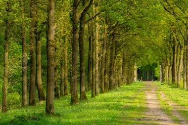 Tree line foothpath with vanishing point. Seasonal landscape photo. Peaceful and idylic.