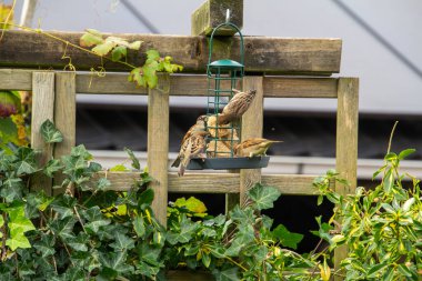Bahçede birlikte yemek yiyen bir grup serçe..