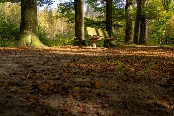 Ağaç çizgisi, yok olma noktası olan bir patika. Mevsimlik manzara fotoğrafı. Huzurlu ve huzurlu. Düşük açı görünümü.