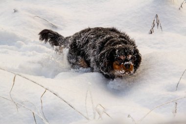 Kar ve buzla kaplı bir Kral Charles Cavalier. Kameraya bakıyorum. Oynamayı ve karda koşmayı severim..