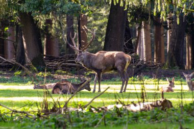 Erkek kızıl geyik ailesini koruyor ve koruyor. Fotoğraf Hollanda 'daki Veluwe' de çekildi..
